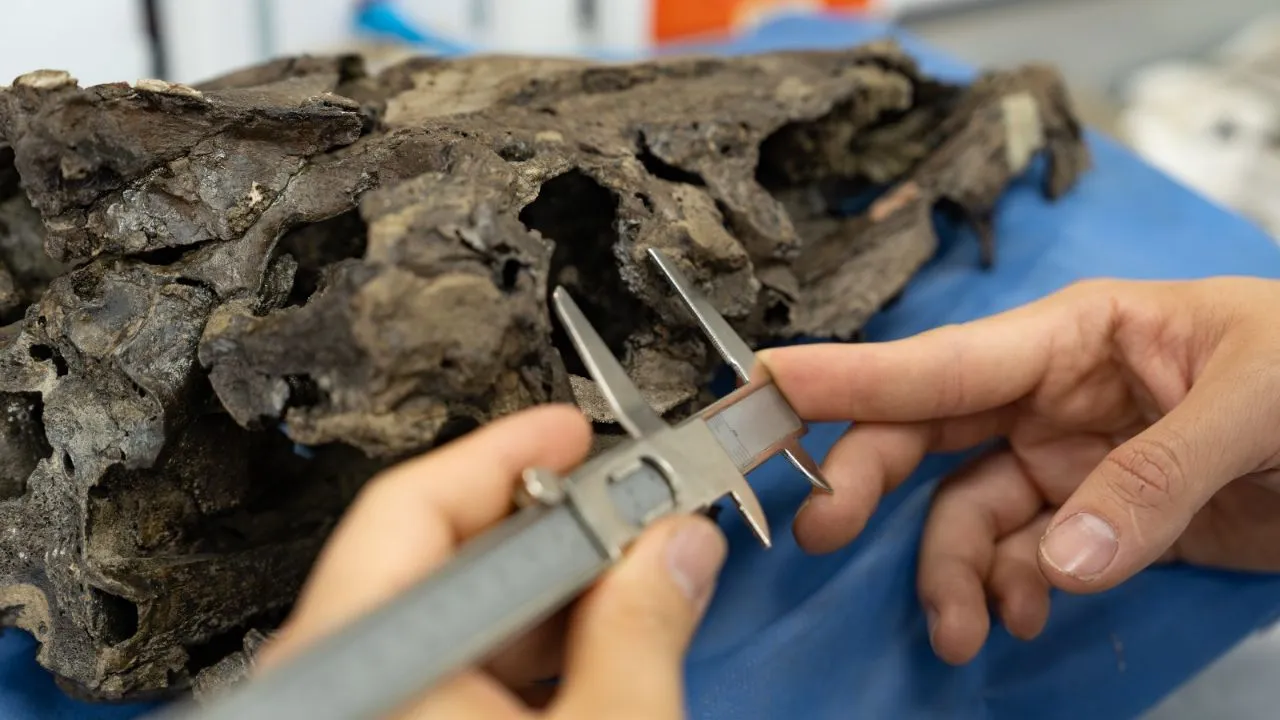 Fósil del mosasaurio, Oneirosaurus caballeroi